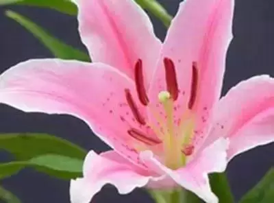 100种花的花语，太全了！ 第105张