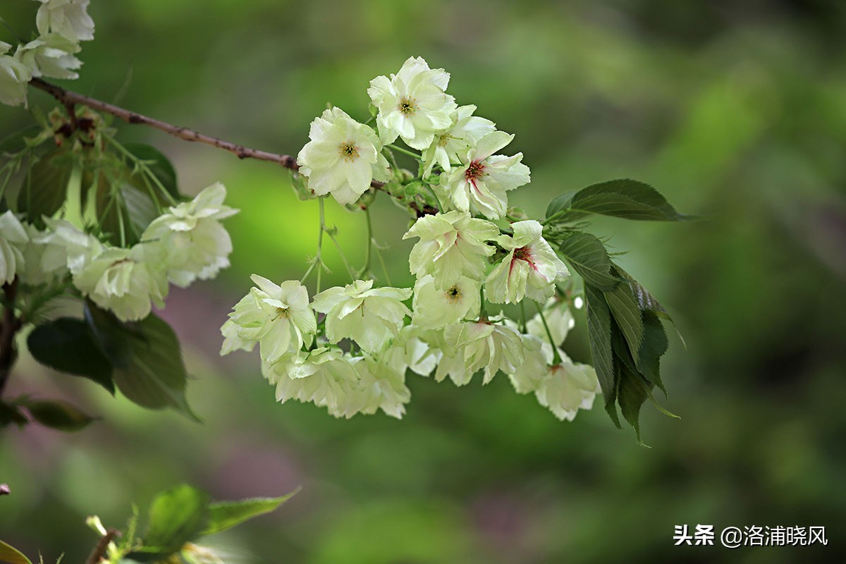 日本樱花文化（内涵揭秘日本樱花文化背后的冷知识）