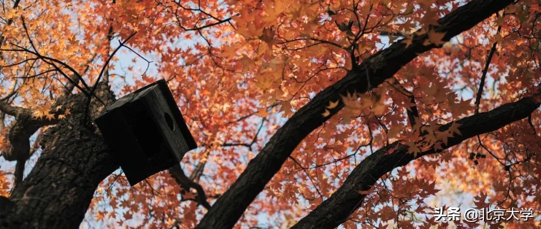 独家限定！北大赏秋地图来了
