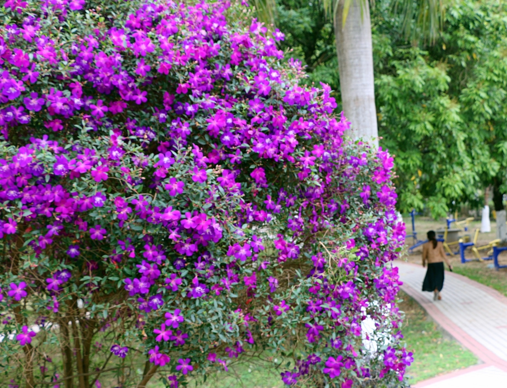 13巴西紫牡丹怎么养比较好「专业回答」 -骁龙网