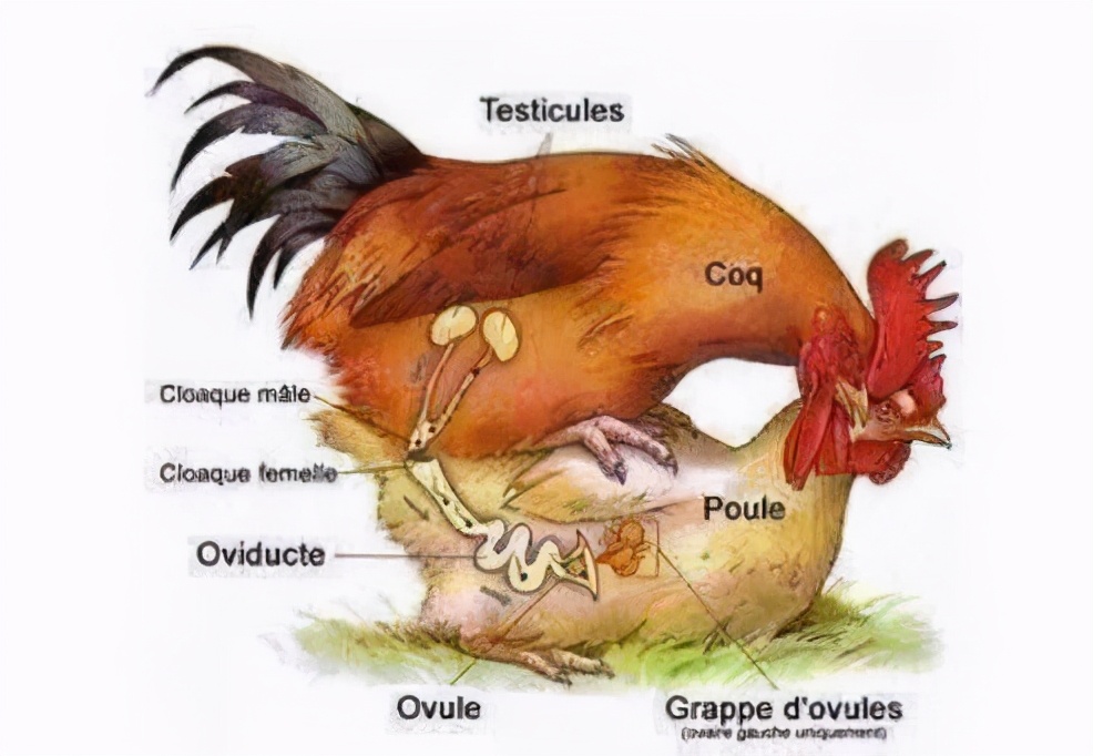 鸡的繁殖方式和过程图片