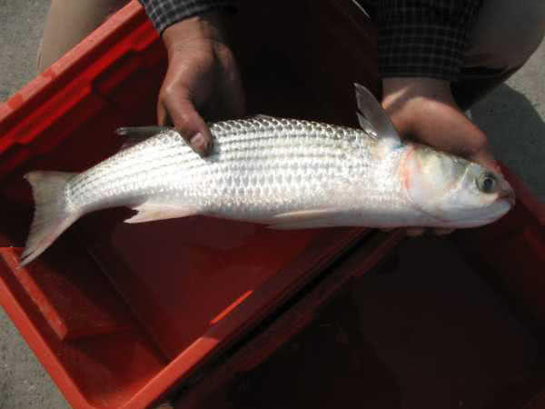 鲻鱼即广府人叫的乌头,钓过这种鱼的朋友都知道劲道超给力