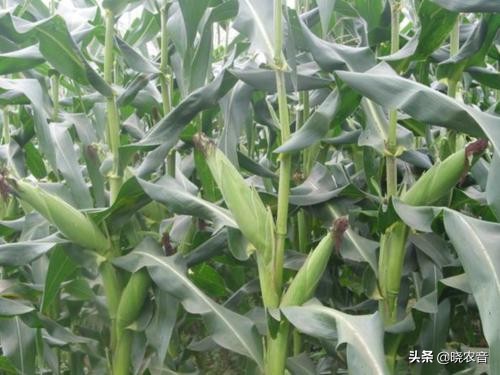 玉米的產(chǎn)地,玉米的產(chǎn)地是哪里