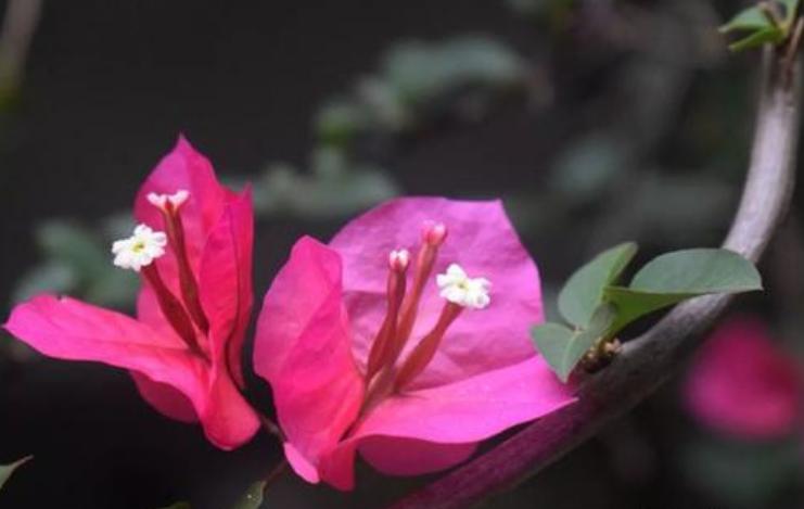 叶子花花语寓意是什么（光叶子花的花语及价值）