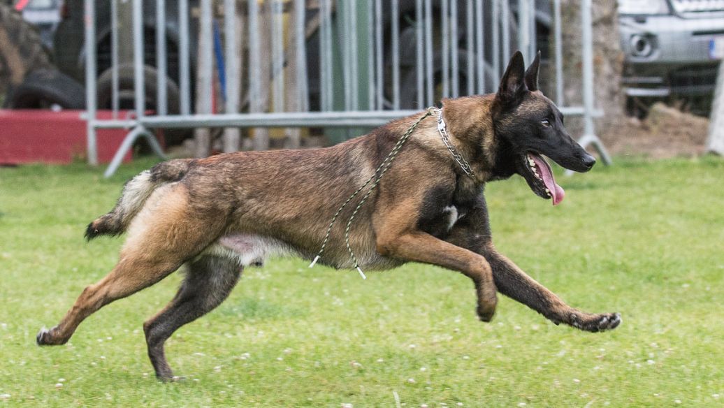 看完这5点，才知道马犬如此可怕，难怪少人养