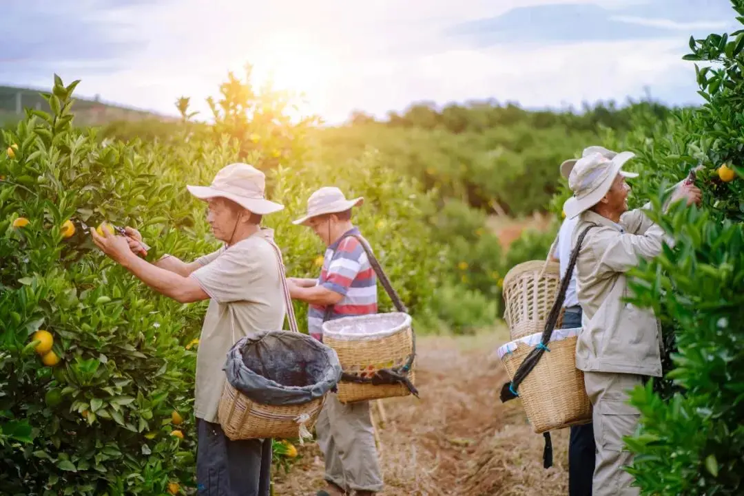 褚氏农业：从精神的传承，到数字化传“橙”