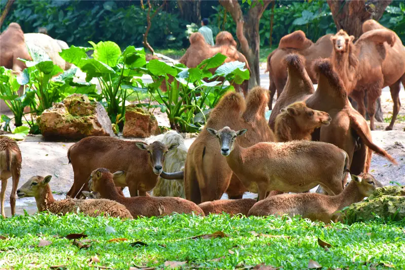 长隆欢乐世界旅游攻略景点必去（三天三夜欢乐长隆之旅）