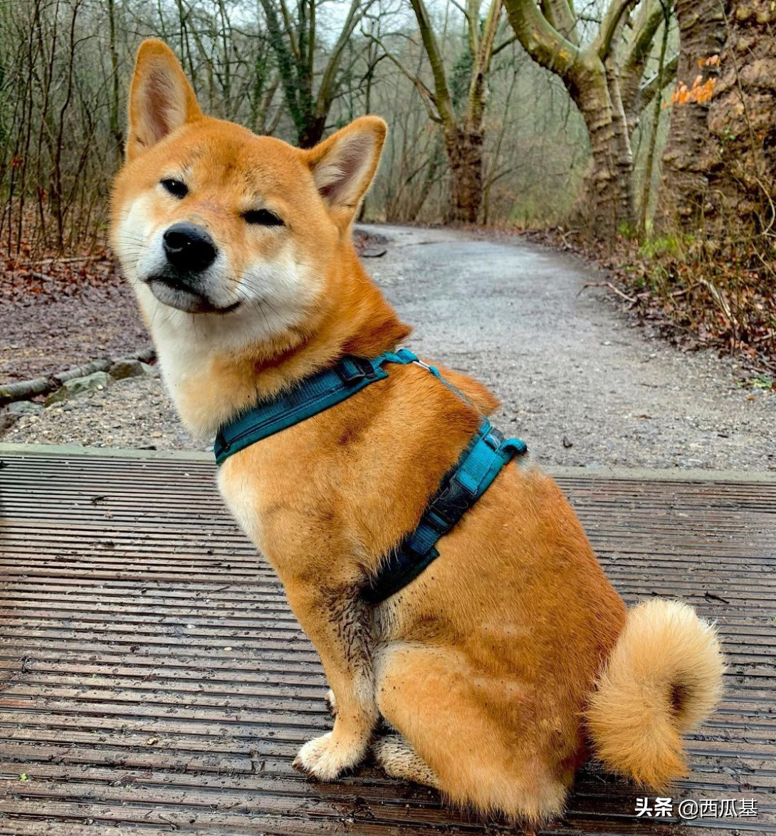 狗狗能吃馒头吗（10种食物能充当营养添加剂放心喂狗狗）