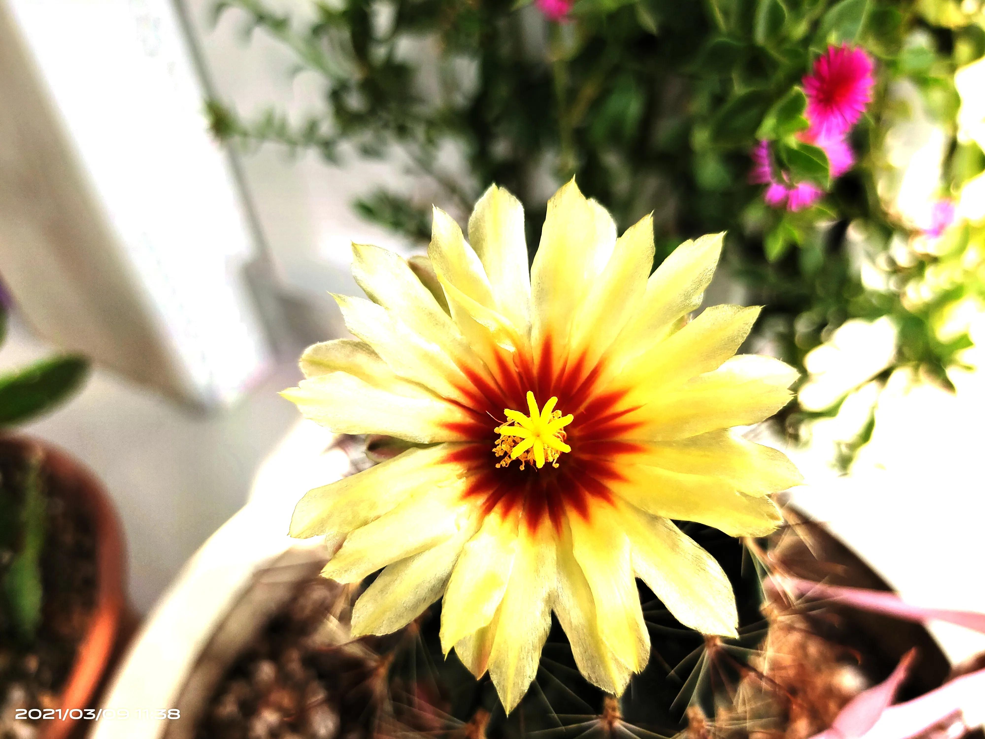 七绝 咏仙人球花八首