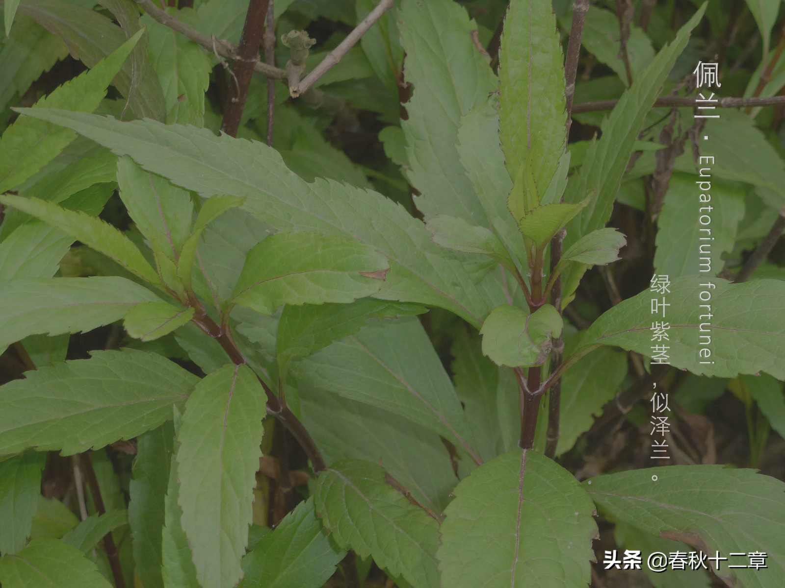 香品｜香料漫谈之兰为何物