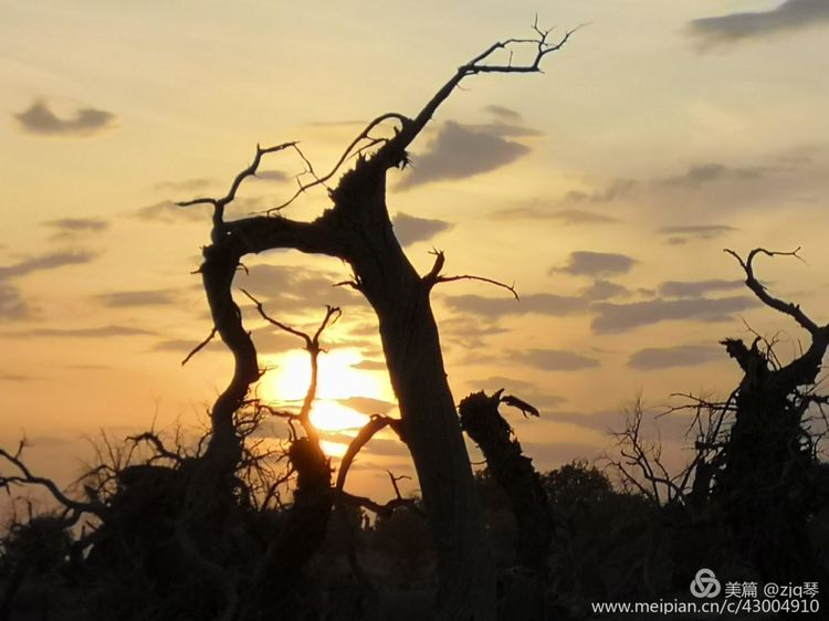 2019西北行｜胡杨：生而千年不死，死而千年不倒，倒而千年不朽