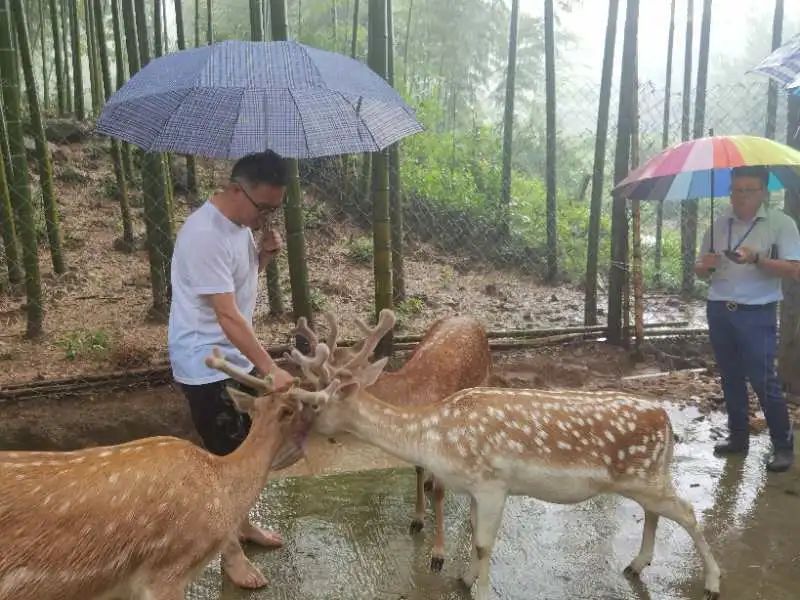 鹿茸市场十年沉寂，一朝腾空