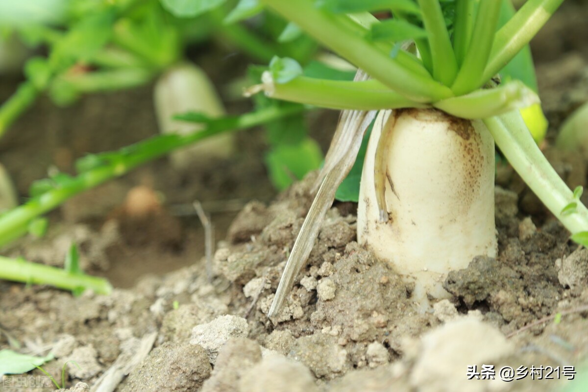 白蘿蔔種植很簡單,深耕細耙施底肥,間苗培土需謹慎