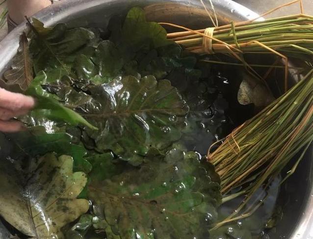 端午百科：年年吃粽子，粽叶是什么植物的叶子？天南海北不一样！