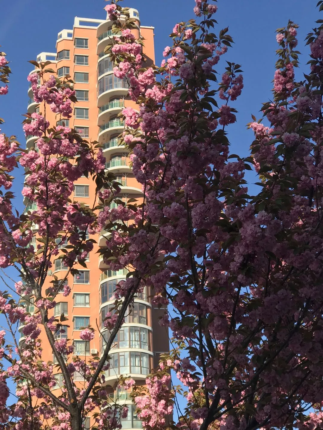 五月樱花诗六首