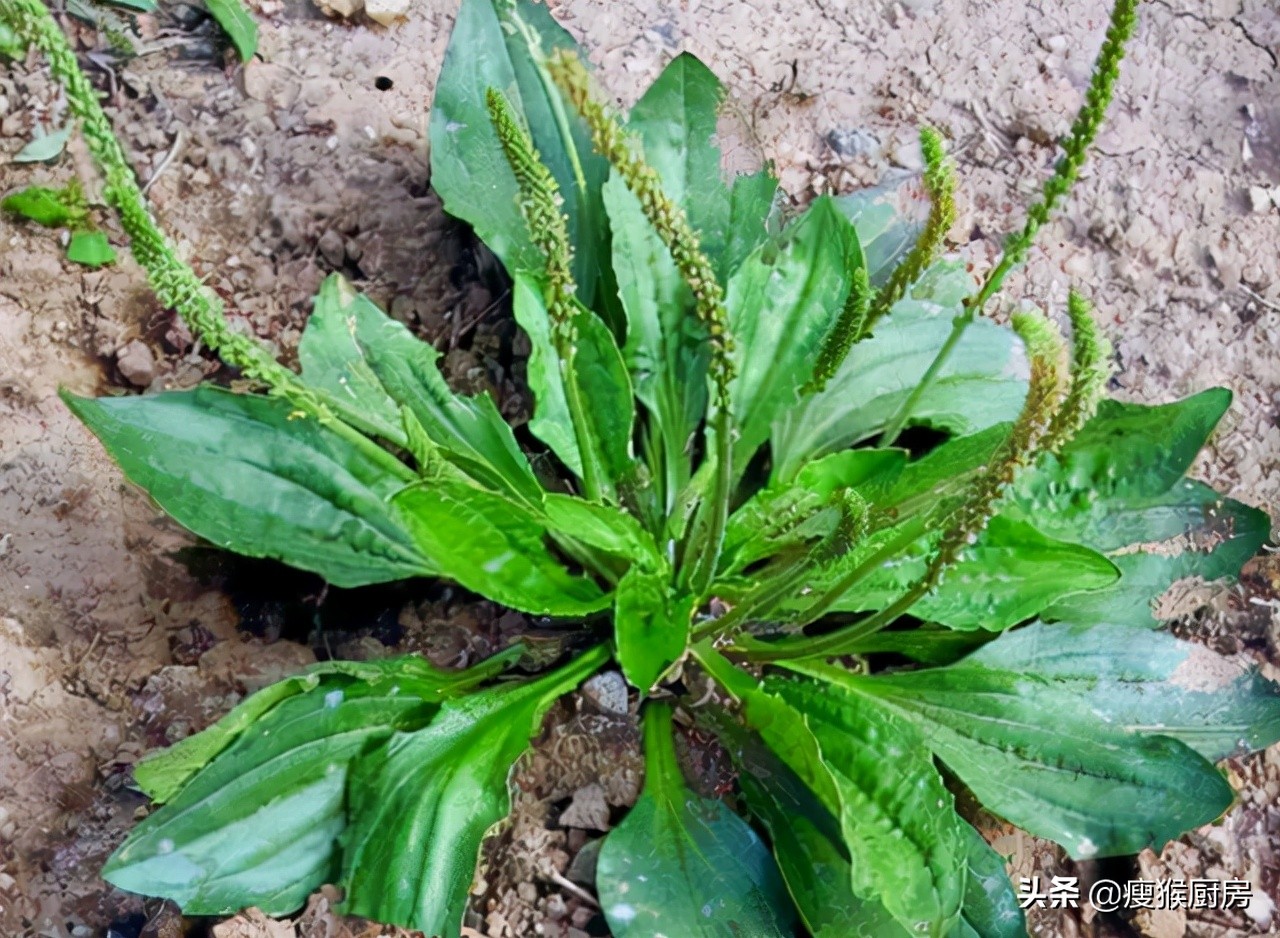 门头沟野菜图片