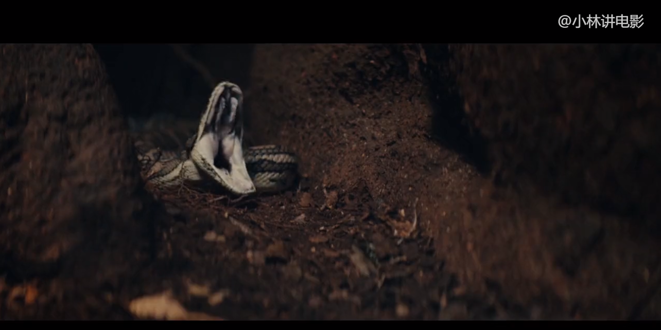 冒险电影：男子被困亚马逊丛林21天，饿了吃蟒蛇，渴了喝泥水