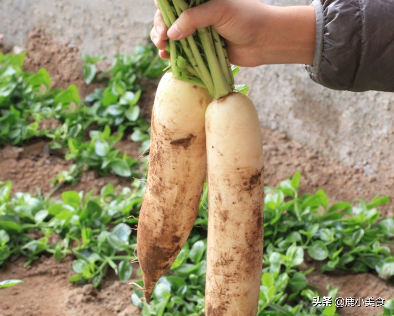 “冬吃萝卜夏吃姜”，3种萝卜炖法，味道棒极了，提高体质还暖身