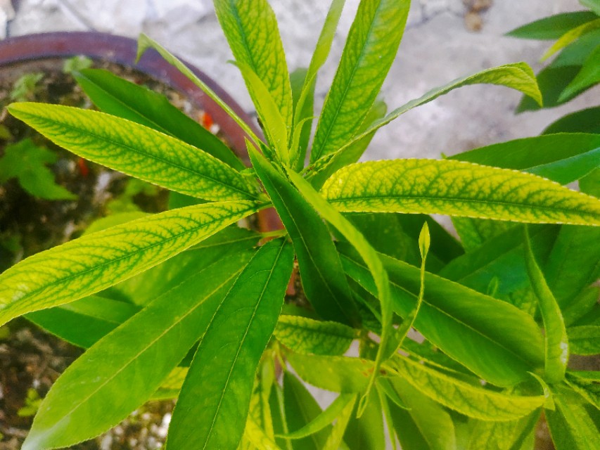 根据实践经验,桃树叶片变黄主要包括花叶病毒病和生理