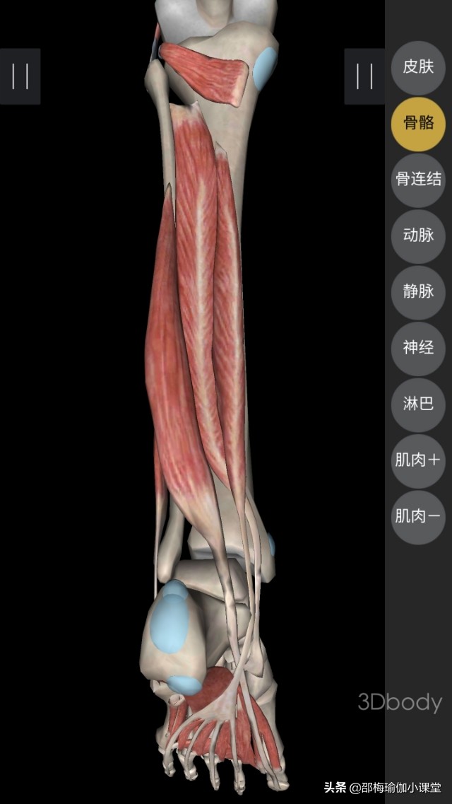 不小心崴脚了，骨折了？我来教你四个瑜伽体式避免崴脚伤到脚踝