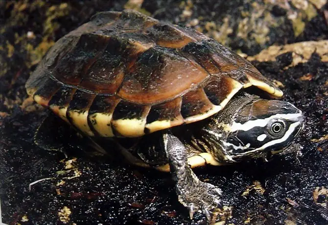 乌龟的种类图片及名称（乌龟的品种图片）