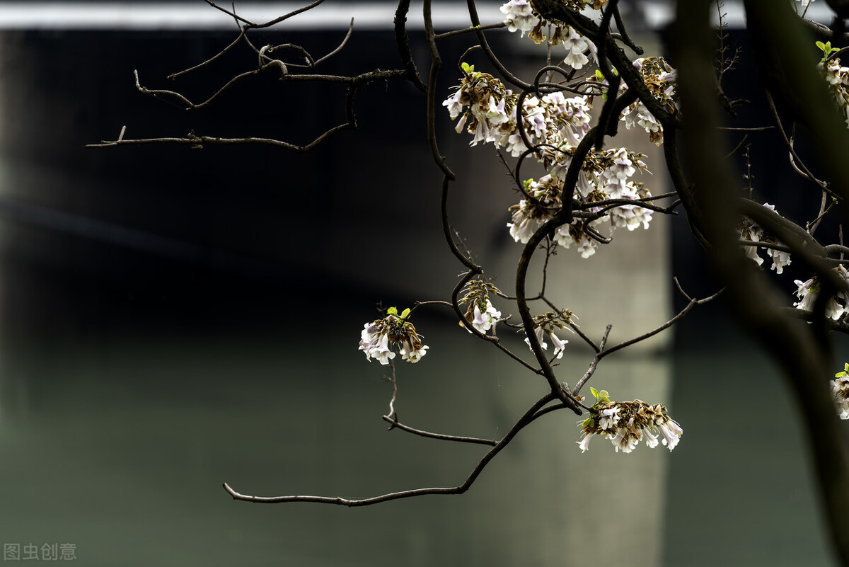 最美散文诗:梧桐花