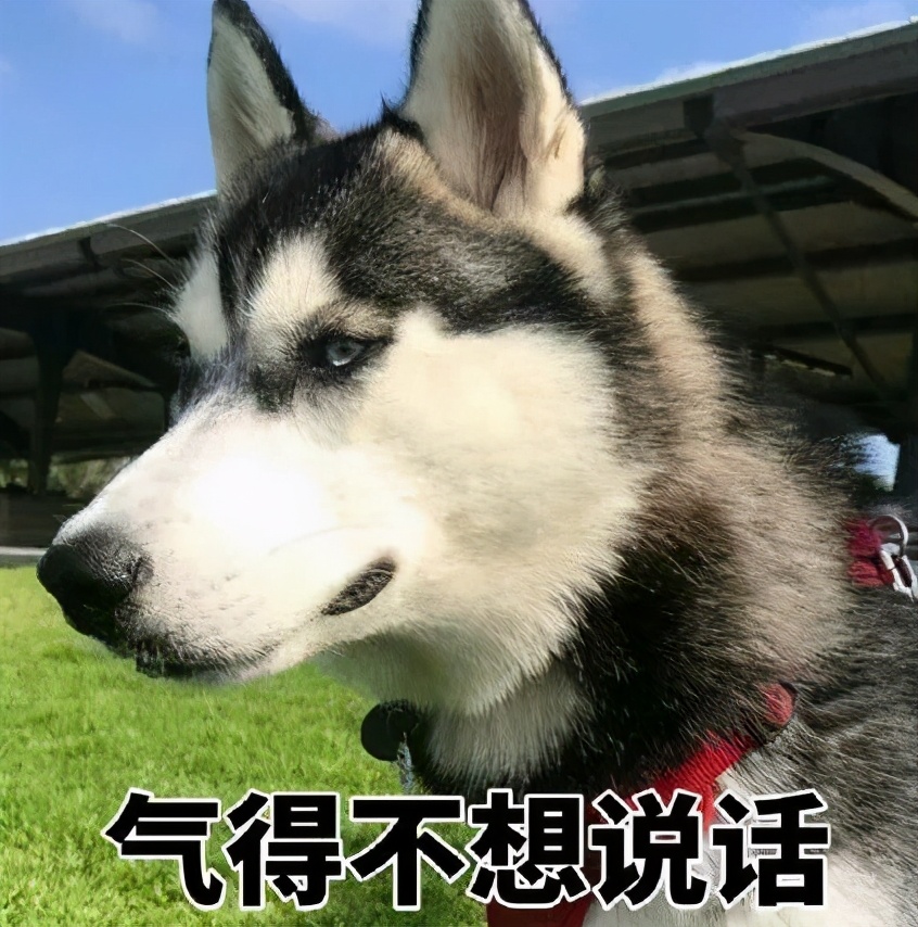 十大智商最低的狗狗品种盘点：从呆萌到迷糊，看看你家毛孩子上榜了吗？