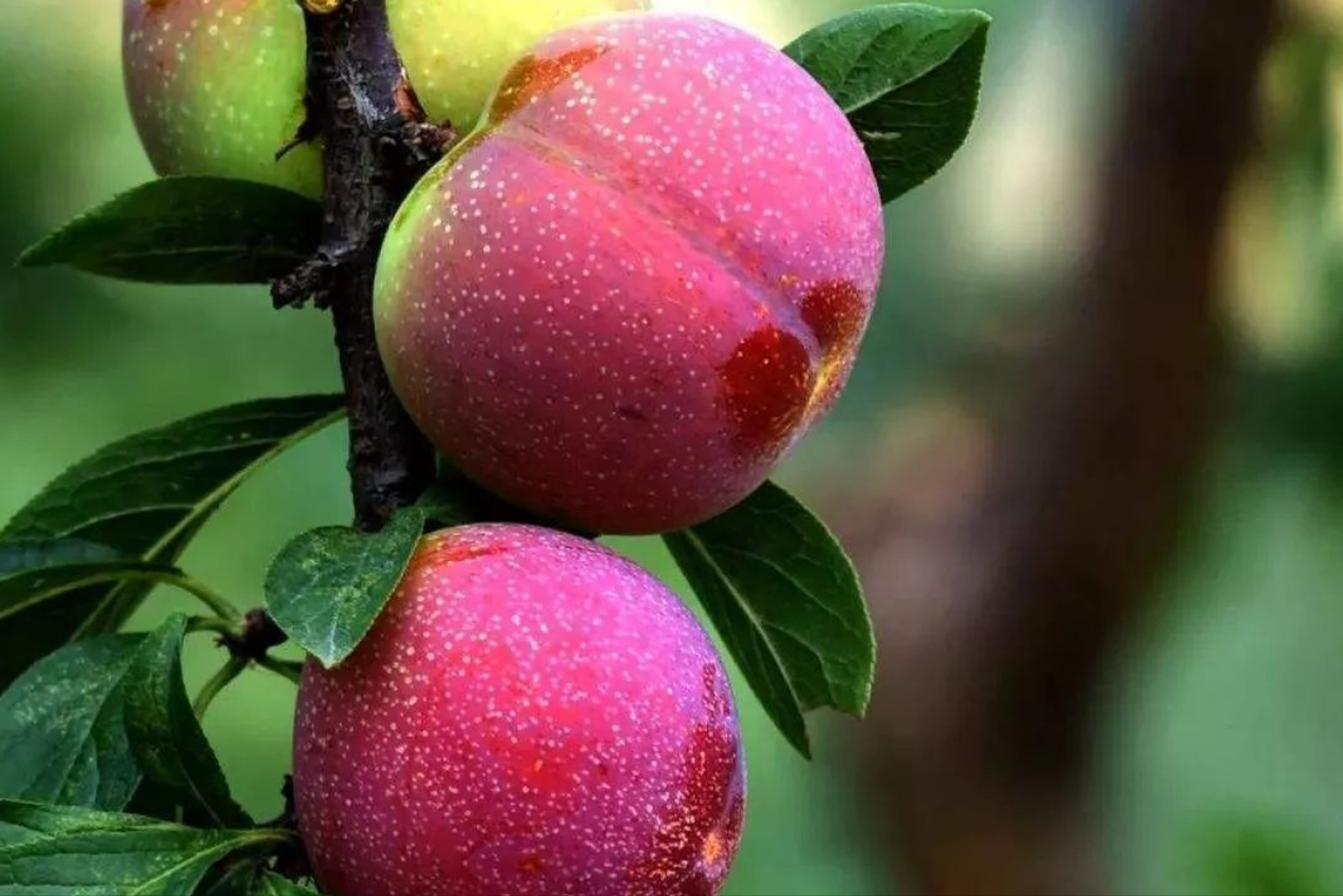 美国黑布林口碑跌至冰点，原产于我国的9个李子，你识得几个？