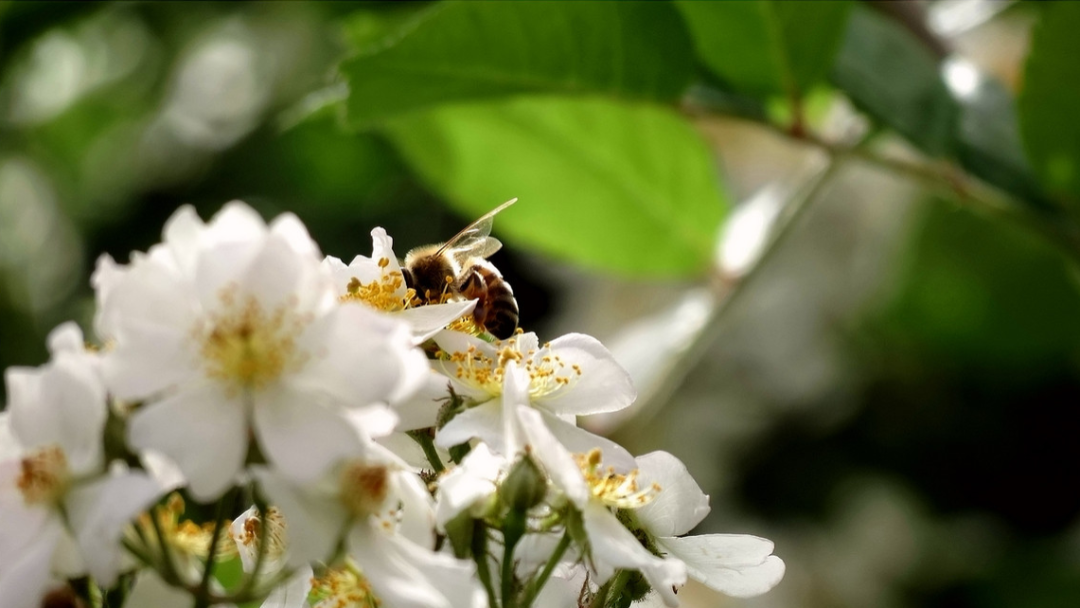 【诗词鉴赏】吹到荼蘼花信，春季最后盛放的花—荼蘼