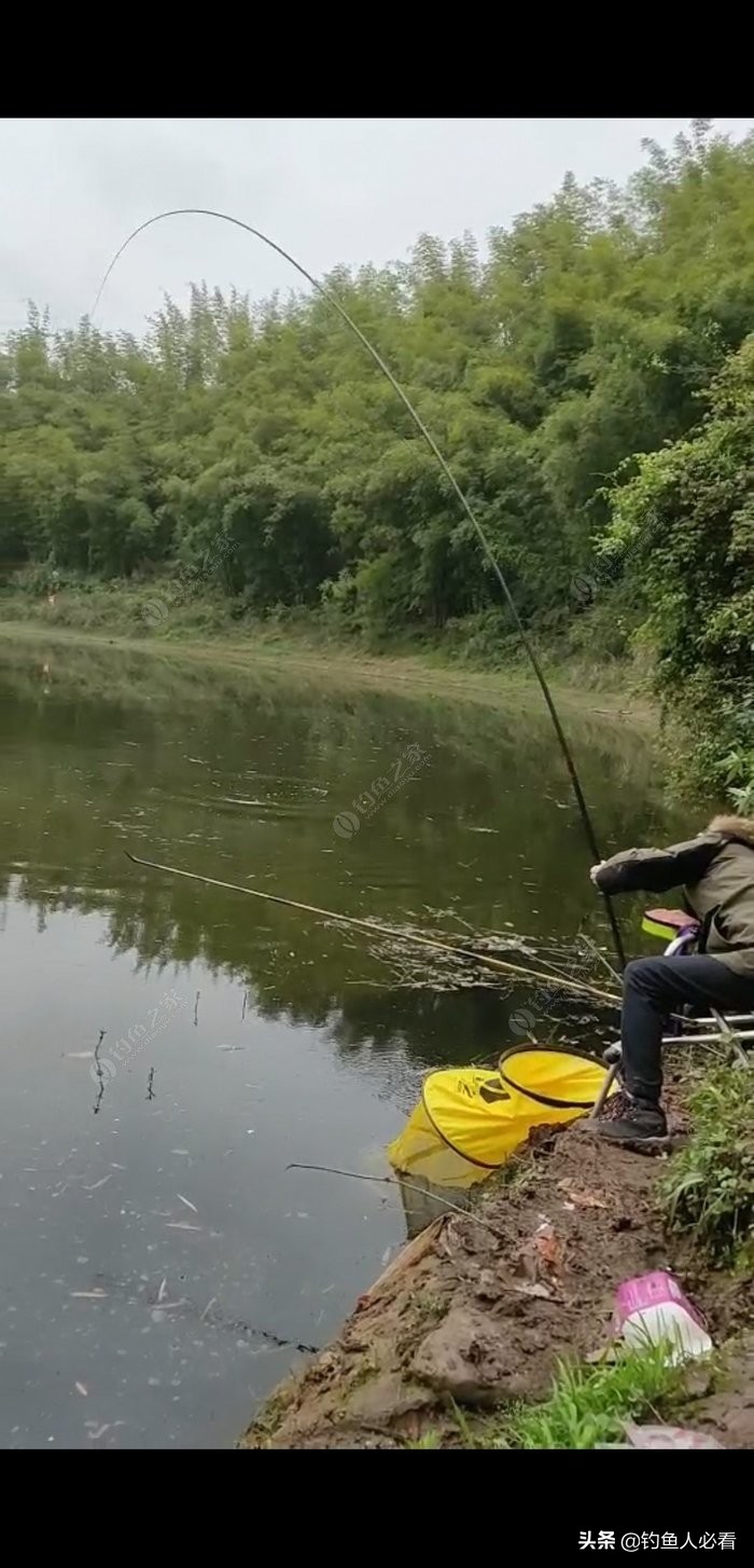 怎樣釣草魚,怎樣釣草魚 釣草魚技巧