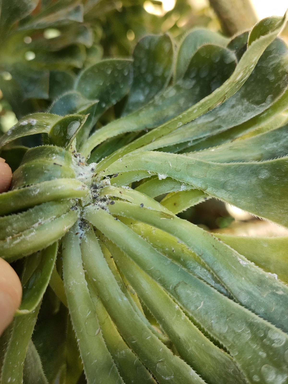 快速除花土小黑飞虫图片