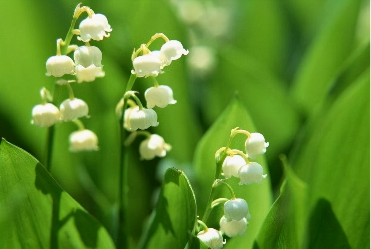 铃兰花不好养?跟着园艺大师学5招,花开似风铃,清香洁白惹人爱