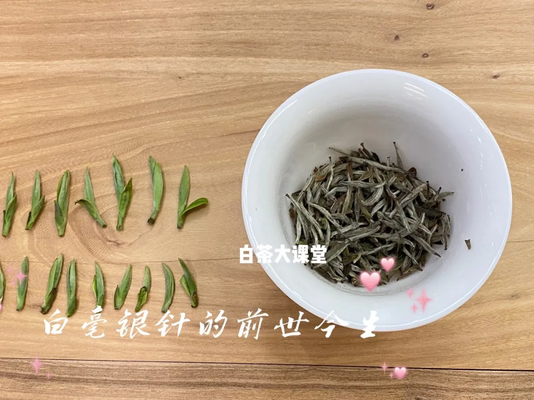 100元一斤的白毫银针,你买吗?看名气买白茶的风气何时能止?