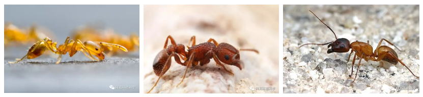 家有蚂蚁怎么根除小妙招，家庭防治蚂蚁小妙招详解？
