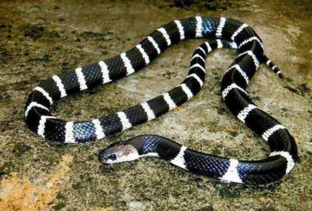 蛇最怕什么?这就来解释原因