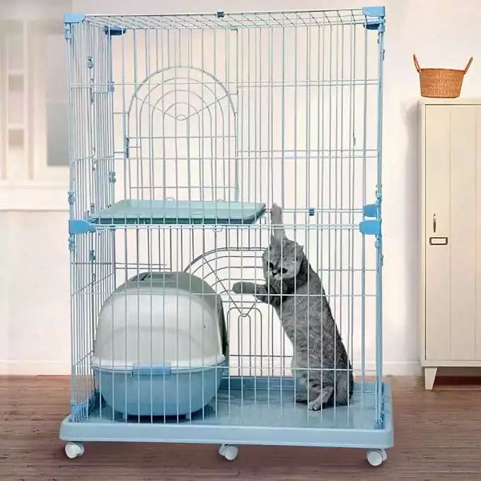 猫咪得了猫癣到底该怎么治？认清猫癣才能更好地治疗！