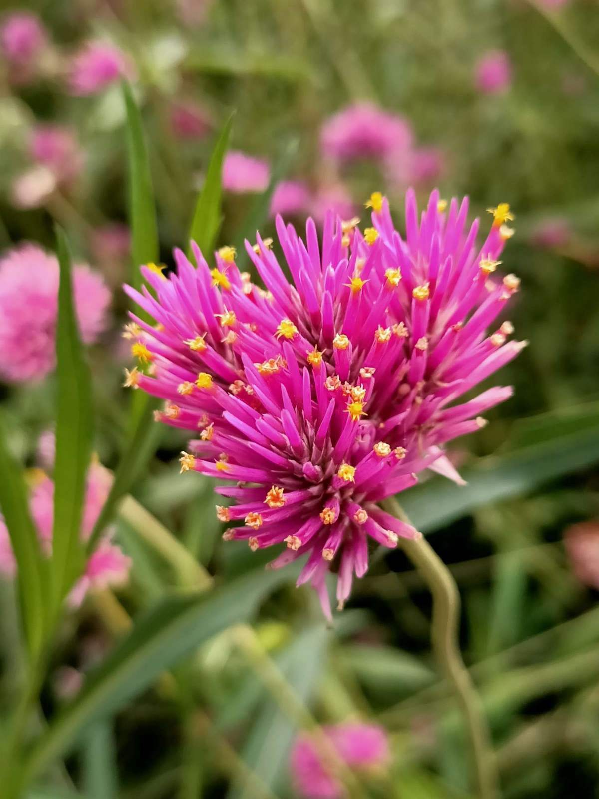 常见100种花卉图片（100种常见花图鉴非常详细）