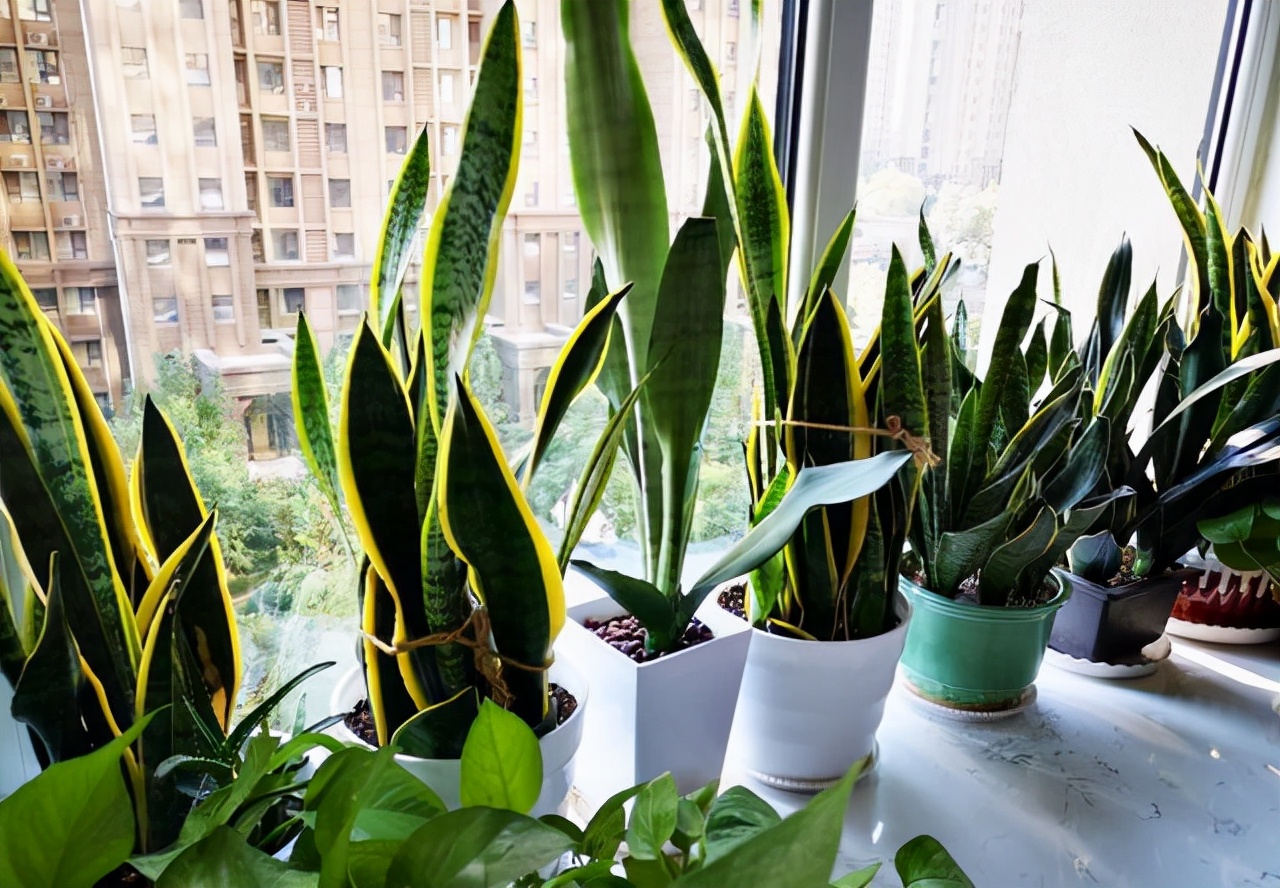 虎皮兰花图片(张大爷养的虎皮兰) - 赤虎壹号