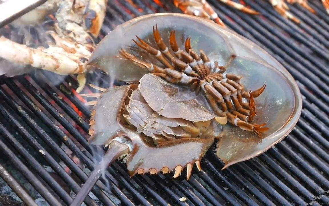 马蹄蟹在地球上存在了5亿年,人类能坚持多久?