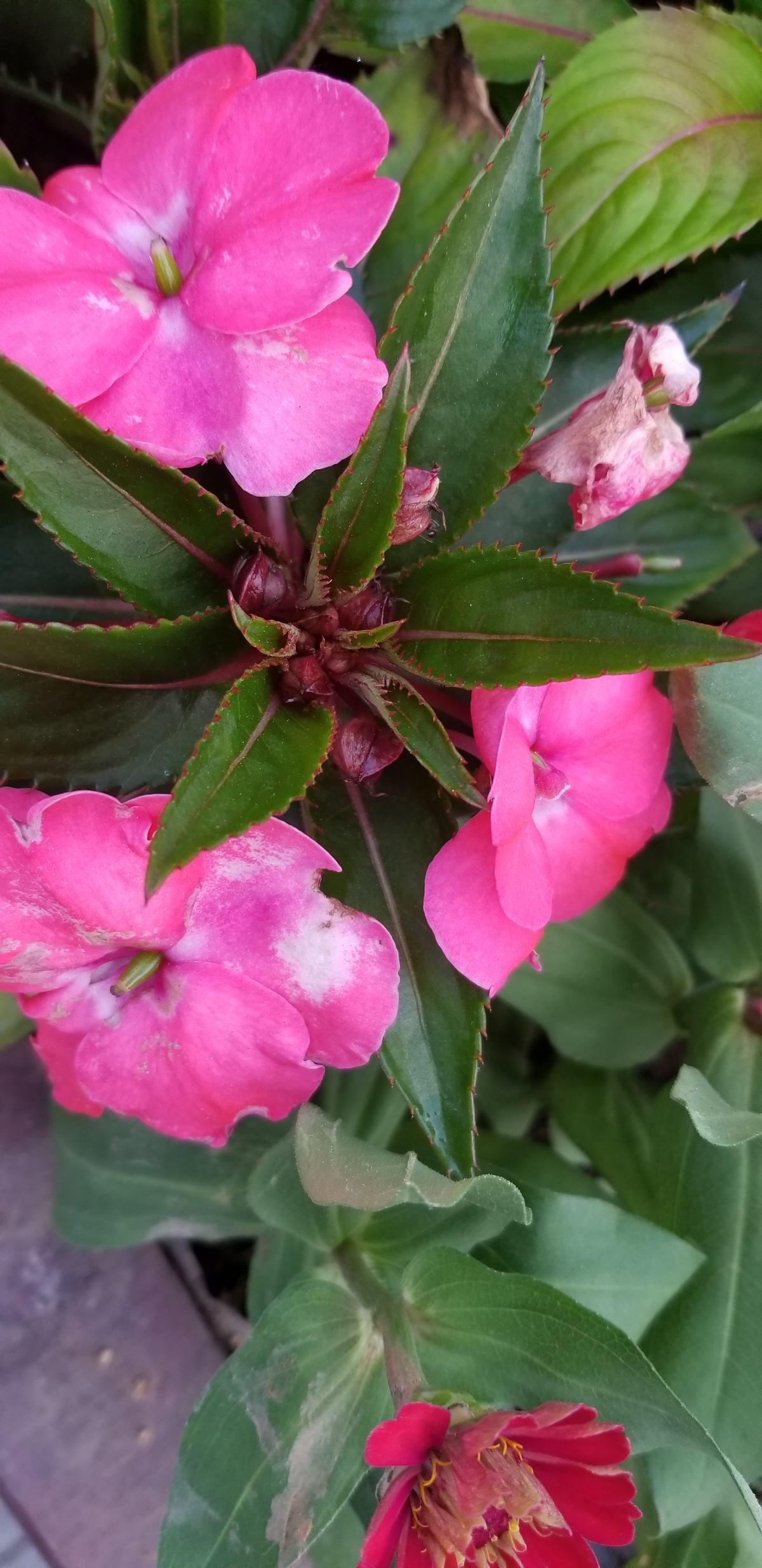 花卉植物有哪些（盘点100种常见花图鉴）