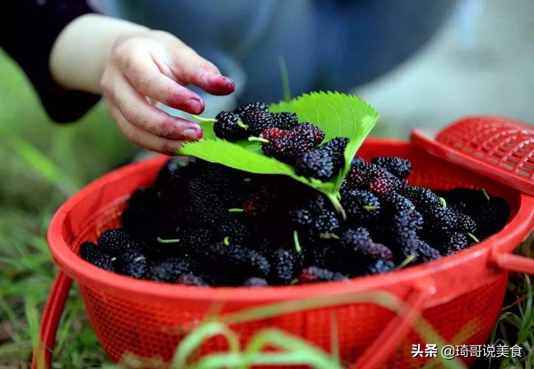 桑葚酒怎么泡（手把手教你桑葚正确泡酒方法）