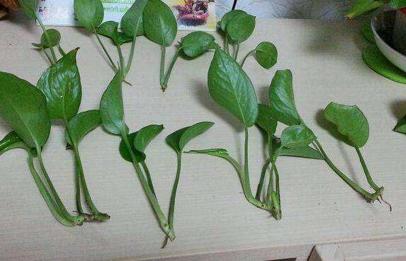 养绿萝怎样长得快？5个“小细节”，3个月长出2米长，叶绿气根多