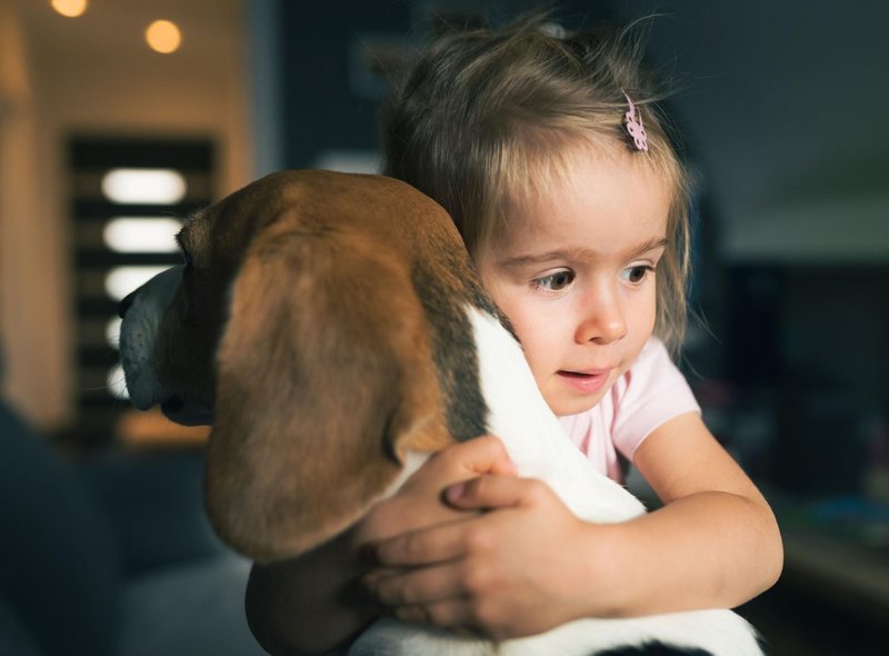 10 种最适合儿童的犬种，非常适合有小孩的家庭 - 对孩子友好且可爱