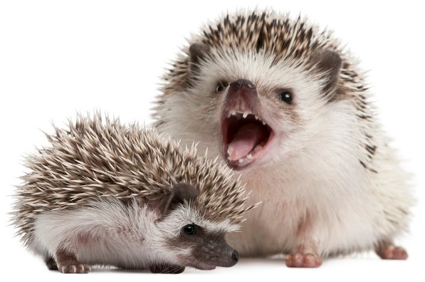 乡村那些年,我曾养过两只刺猬,却接连神秘消失