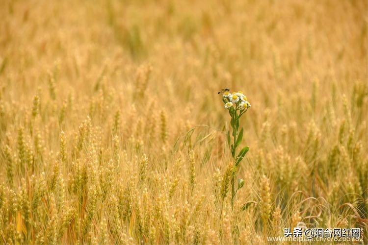 人们常说"三夏"大忙季节，即指忙于夏收、夏种和春播作物的夏管。