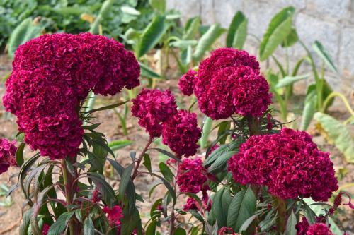 鸡冠花怎么吃法(鸡冠花怎么吃有什么功效) - 家电维修网