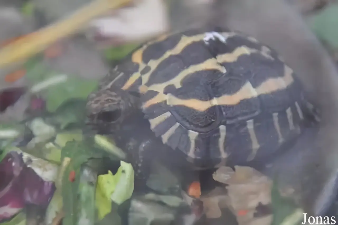 乌龟的种类图片及名称（乌龟的品种图片）