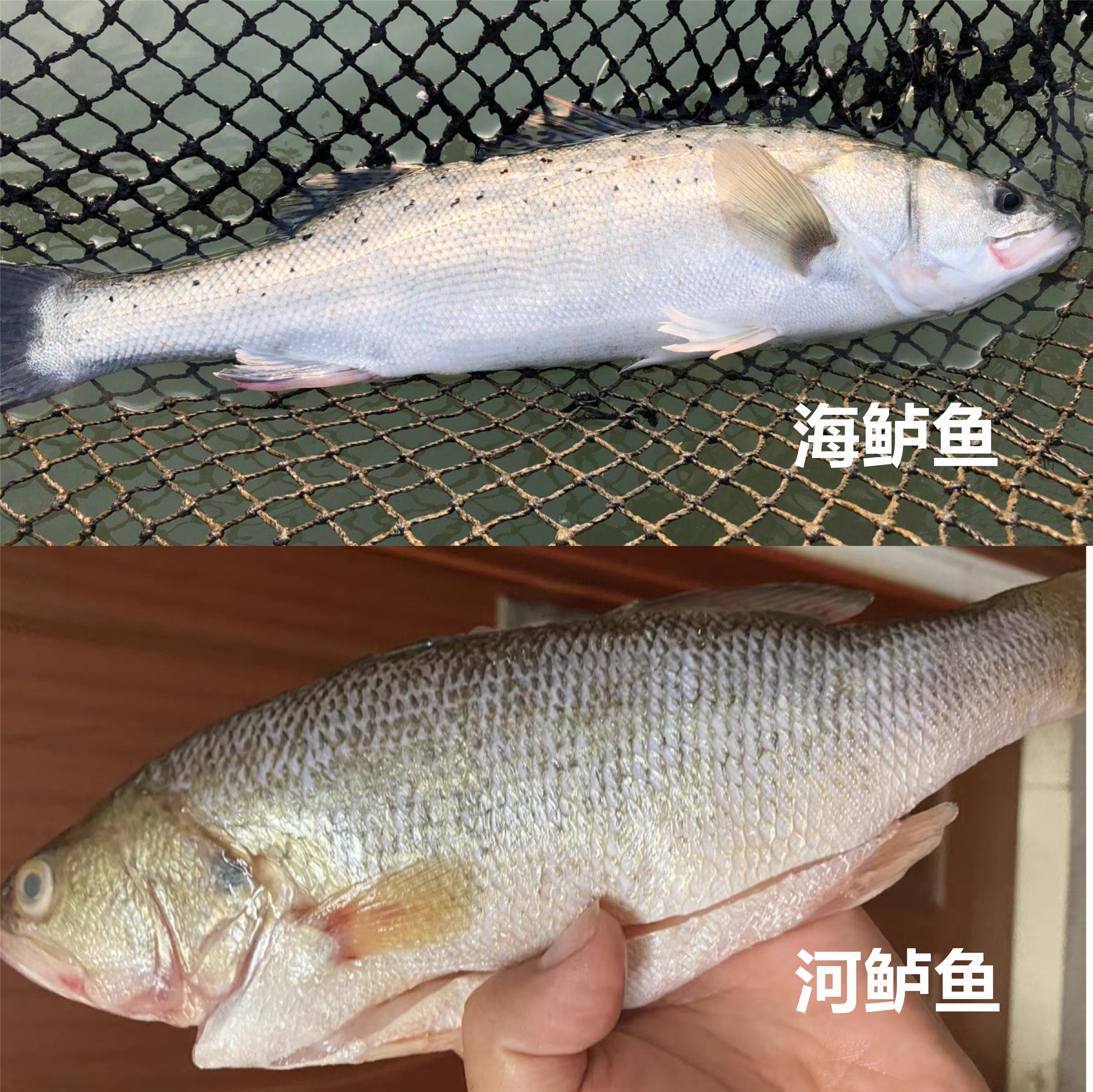 河鲈鱼与海鲈鱼的区别（避开3种鲈鱼肉细味道鲜）