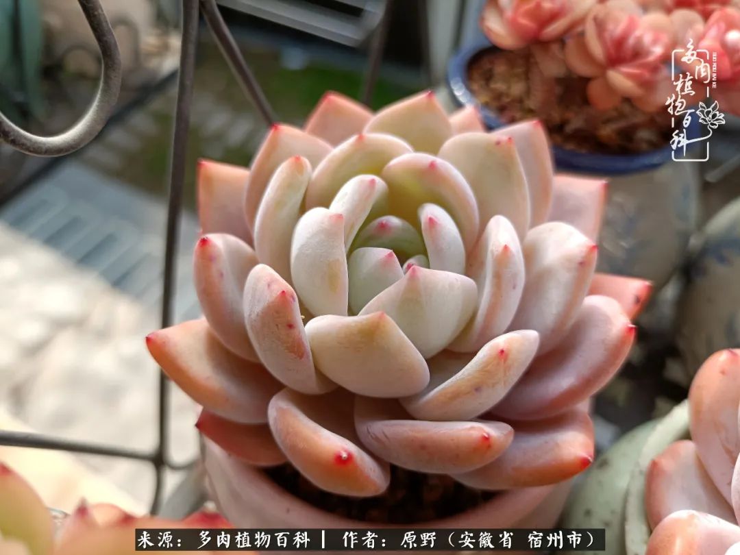 我心观世界：生活与多肉，应无所住而生其心