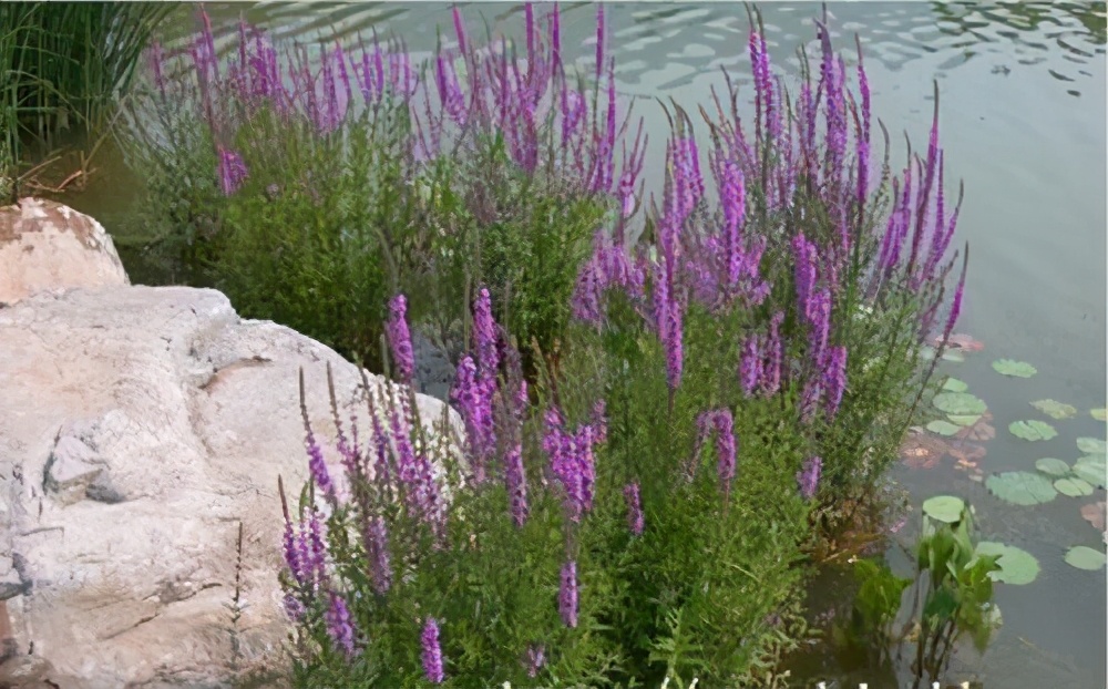 满江红是什么植物(满江红是什么植物类群) - 上海苗木信息网